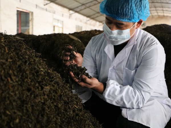 熟茶發酵